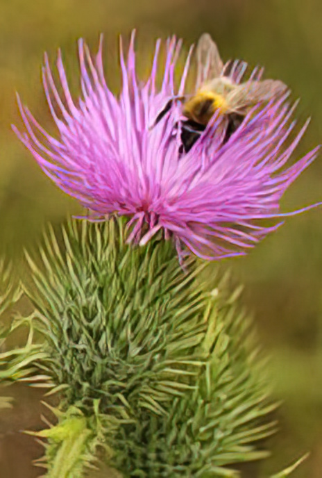 Spear Thistle