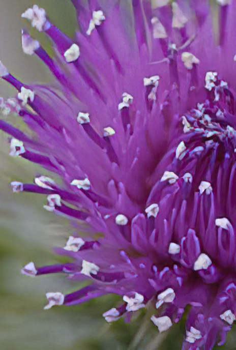 Spear Thistle