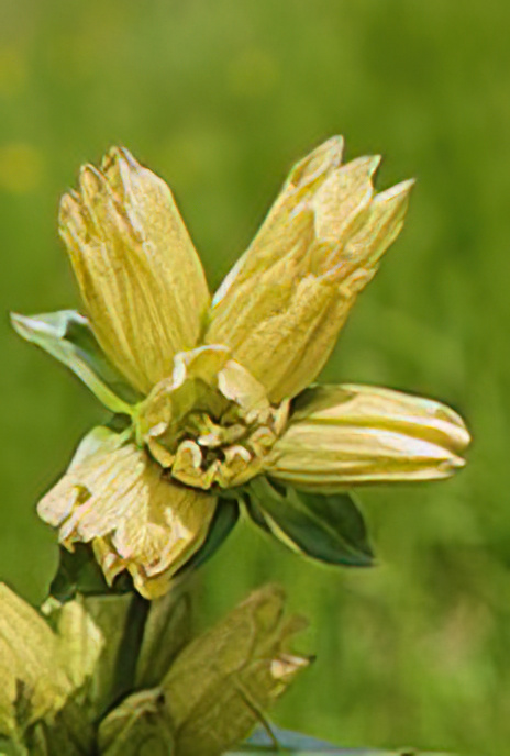 Spotted Gentian