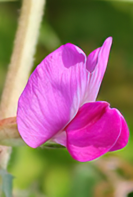 Spring Vetch
