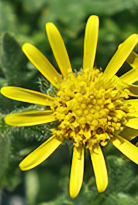 Sticky Groundsel