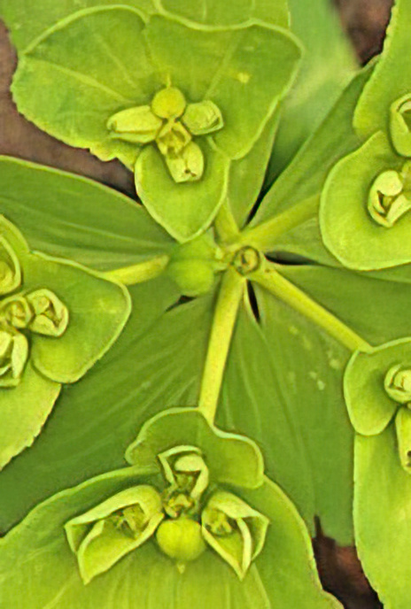 Sun Spurge