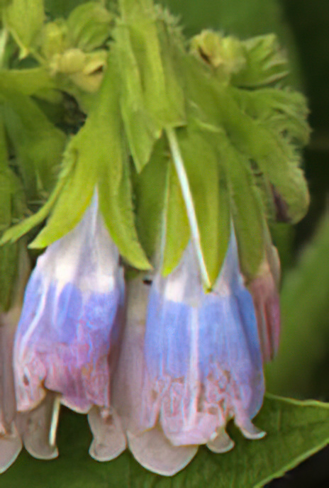 Russian Comfrey