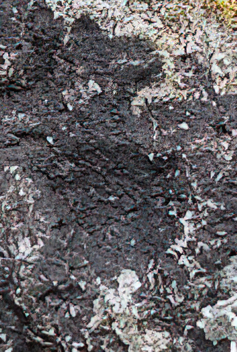 Tar Lichen