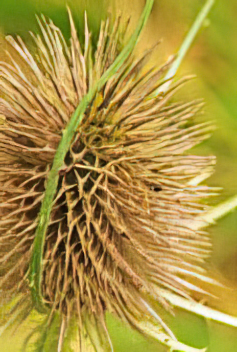 Teasel