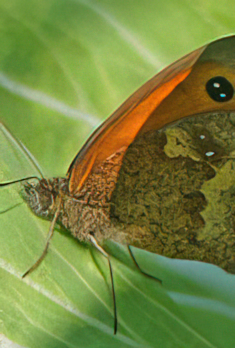 Gatekeeper