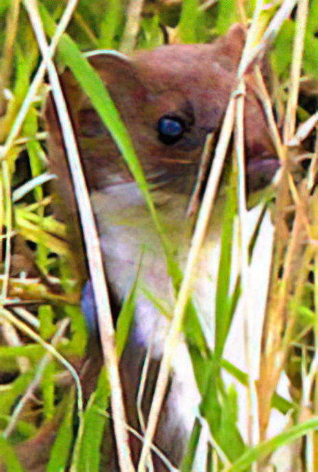 Stoat