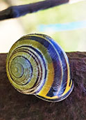 The Grove Snail