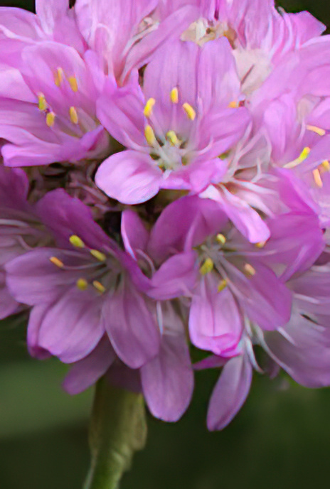 Thrift or Sea Pink