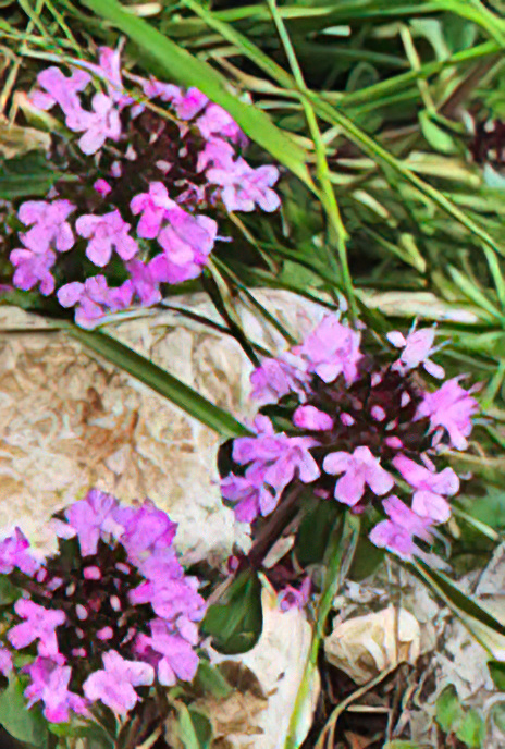 Wild Thyme