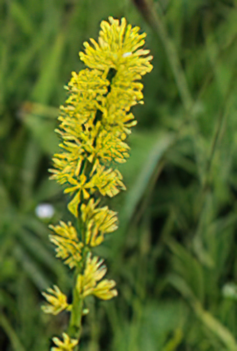 Tofield’s Asphodel