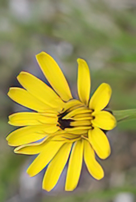 Umbrella Milkwort