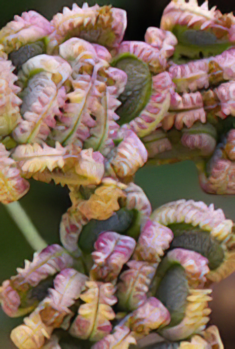 Mediterranean Hartwort