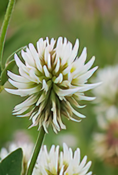 Mountain Clover