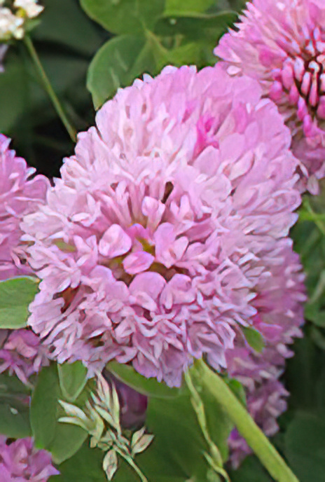 Red Clover