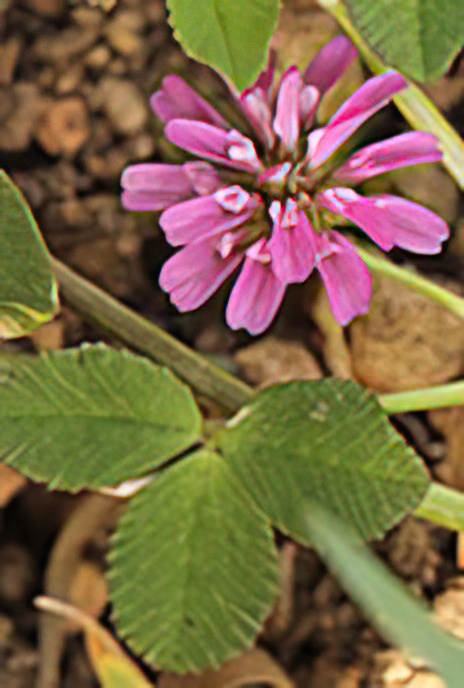 Persian Clover