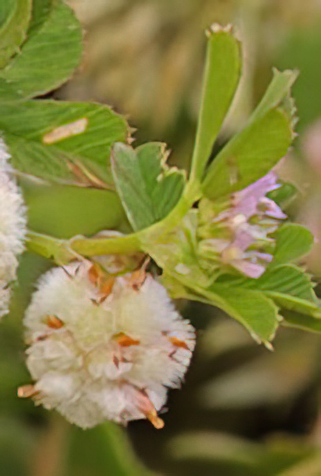 Woolly Clover