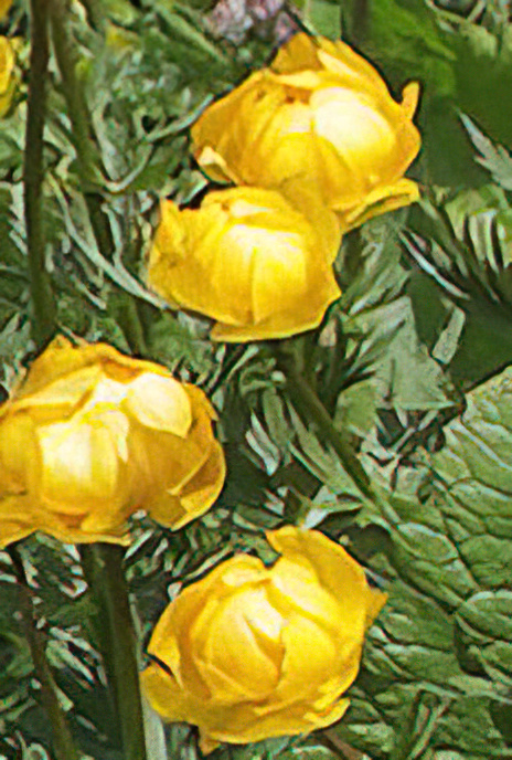 Globe Flower
