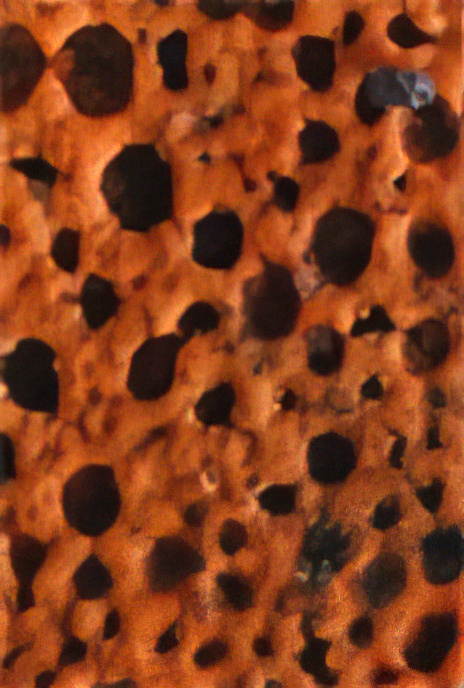 Pretzel Slime Mould