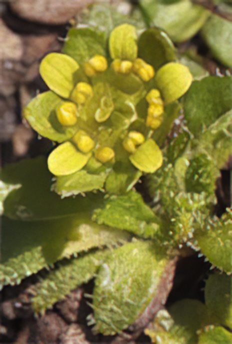 Seguier’s Saxifrage
