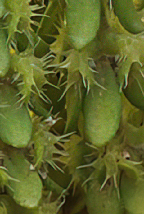 Bristly Crosswort