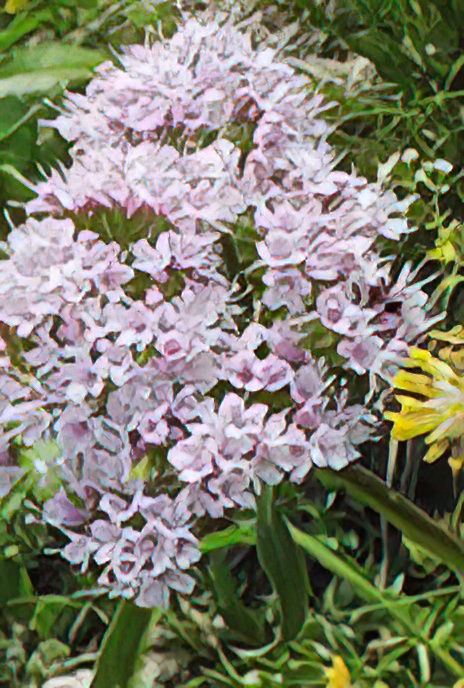 Mountain Valerian