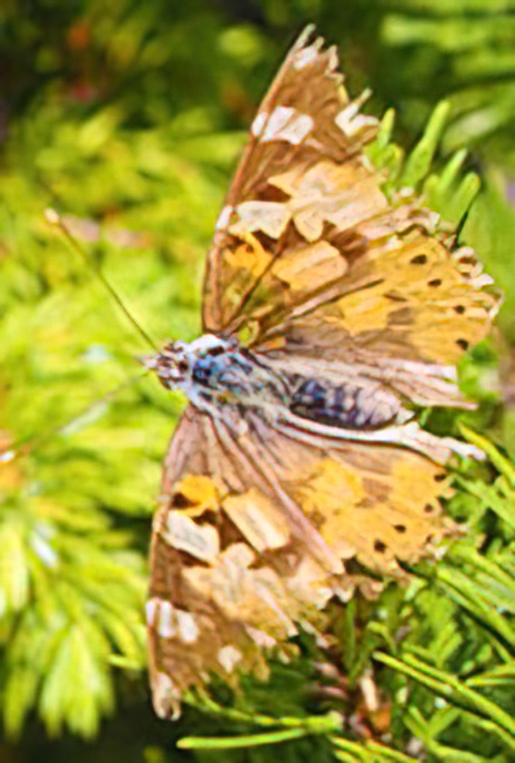 Painted Lady
