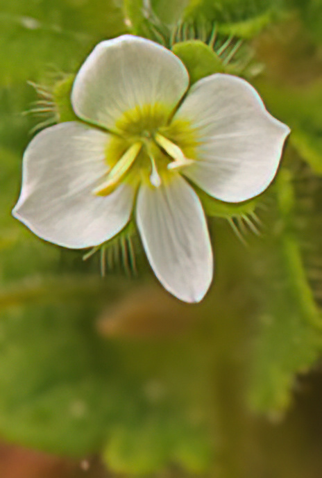 Glandular Speedwell