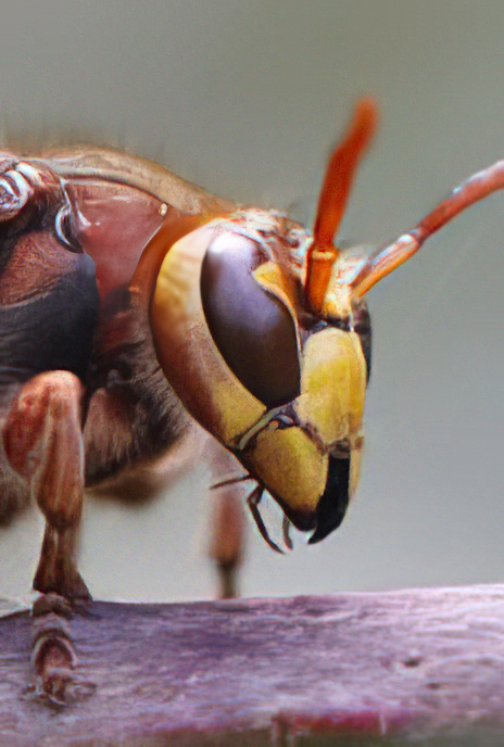 Hornet