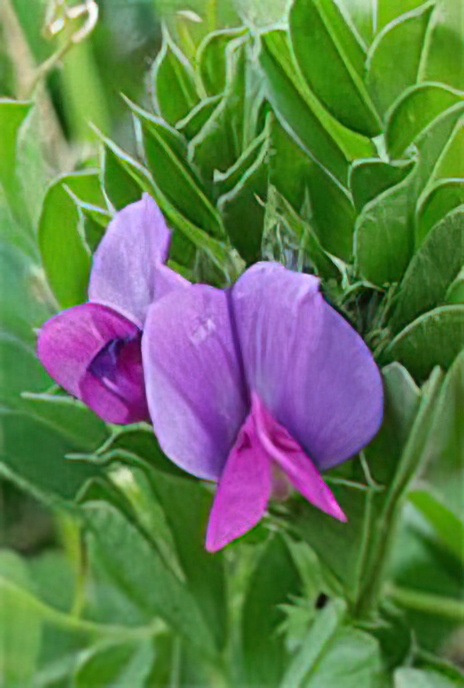 Common Vetch