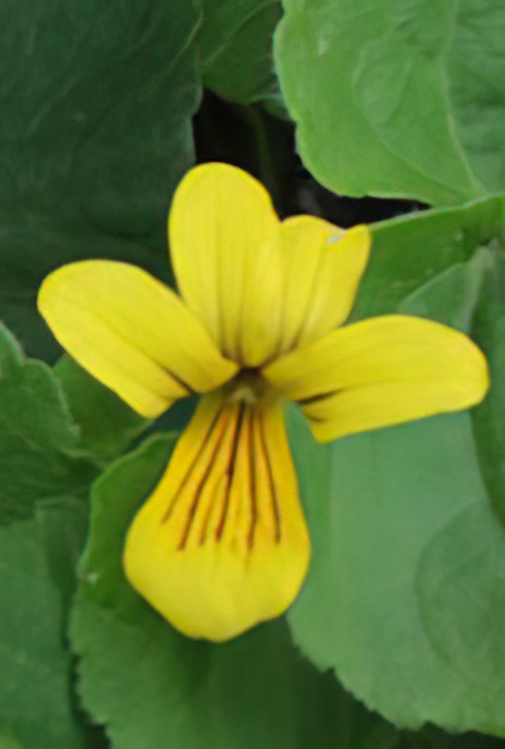Yellow Wood Violet