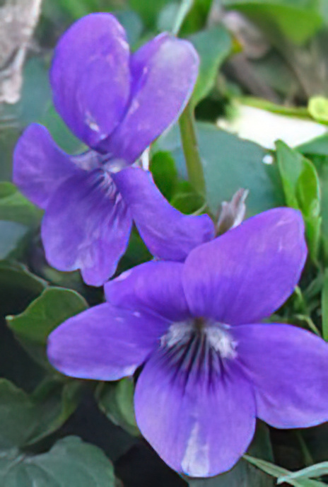 Common Dog Violet