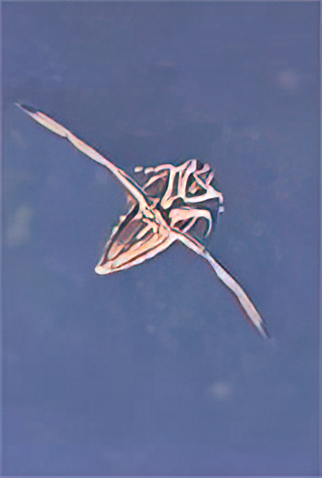 Common Backswimmer