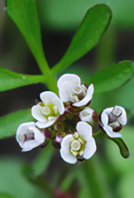Wavy Bitter Cress