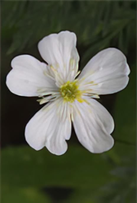 Large White Buttercup