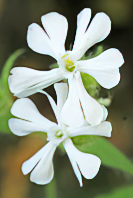 White Campion