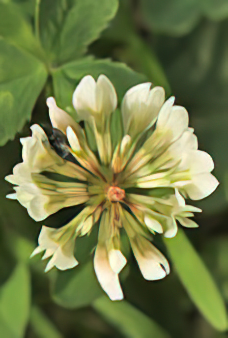 White Clover