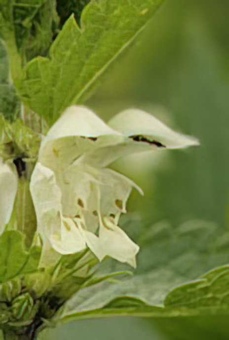 White Deadnettle