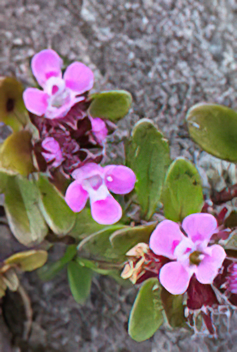 Wild Thyme