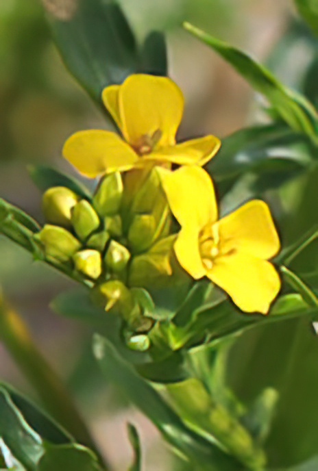 Winter Cress