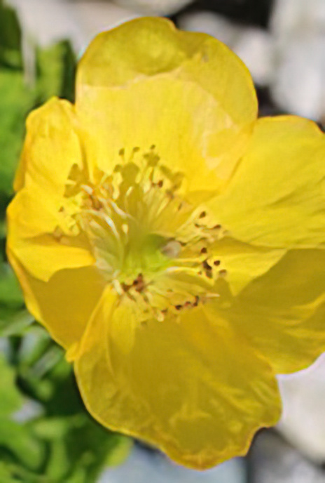 Welsh Poppy