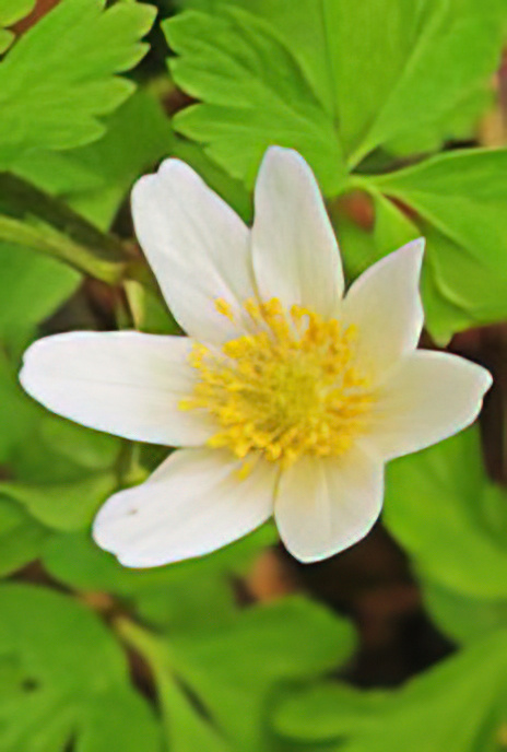 Wood Anemone