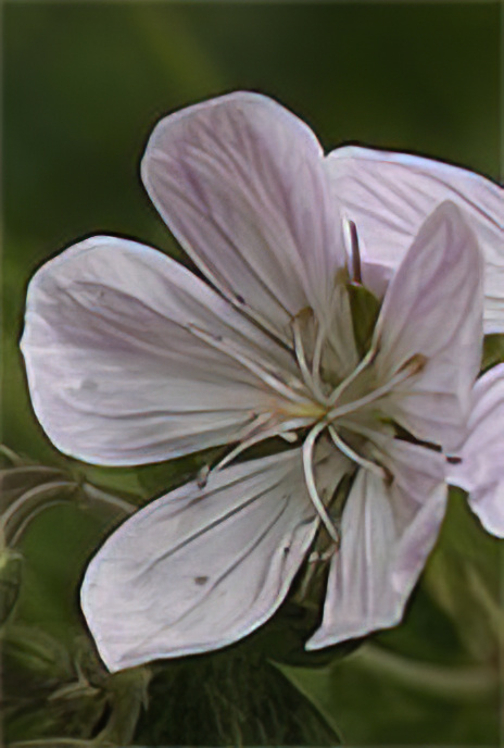 Wood Cranesbill