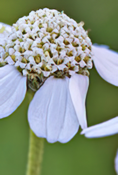 Yarrow
