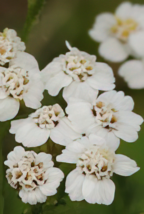 Yarrow
